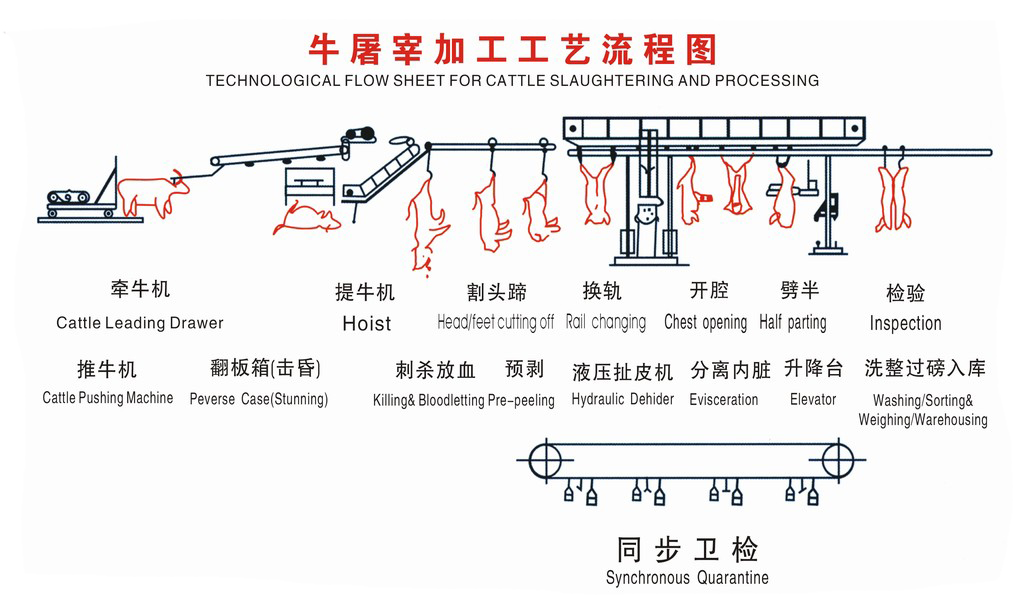 l2牛屠宰工藝流程.jpg